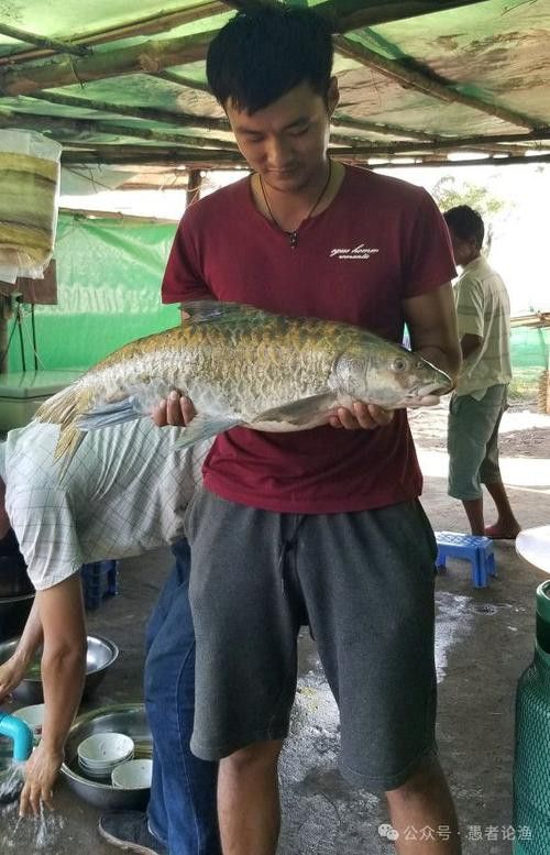 瀾滄江龍魚有刺嗎圖片欣賞
