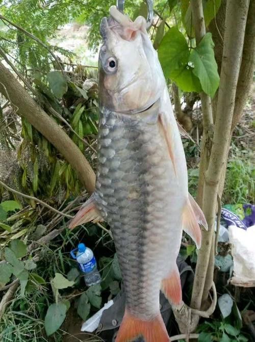 瀾滄江龍魚有刺嗎圖片欣賞