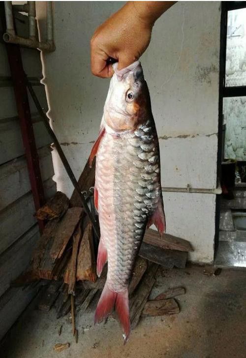 瀾滄江龍魚有刺嗎圖片欣賞