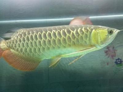 北京龍魚市場地址在哪里（北京龍魚市場）