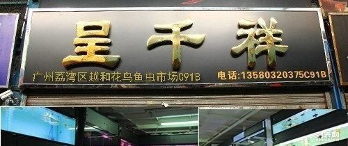 北京龍魚市場地址在哪里（北京龍魚市場）