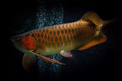 龍魚側(cè)燈的顏色選擇（飼養(yǎng)龍魚的顏色時(shí)應(yīng)考慮以下幾點(diǎn)，不僅可以提升觀賞價(jià)值）