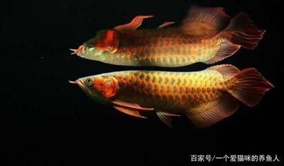 龍魚側(cè)燈的顏色選擇（飼養(yǎng)龍魚的顏色時(shí)應(yīng)考慮以下幾點(diǎn)，不僅可以提升觀賞價(jià)值）