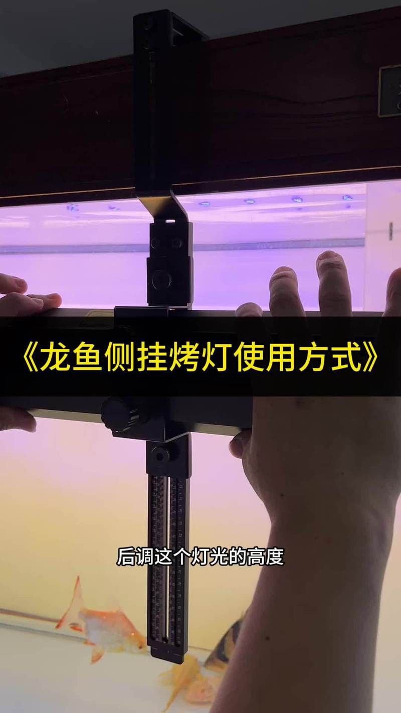 藍龍魚用什么燈光好一點兒