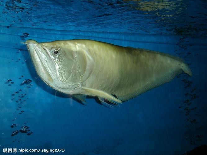 銀龍魚種類圖片大全欣賞 銀龍魚種類圖片大全欣賞 龍魚百科 第20張