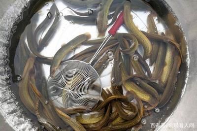龍魚是海鮮還是河鮮：如何區(qū)分淡水魚和海水魚