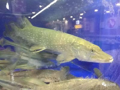 龍魚是海鮮還是河鮮：如何區(qū)分淡水魚和海水魚