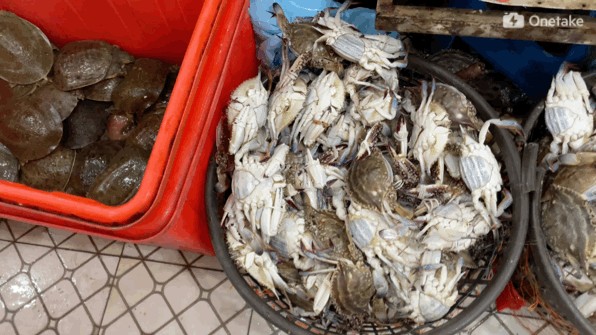 龍魚是海鮮還是河鮮：如何區(qū)分淡水魚和海水魚