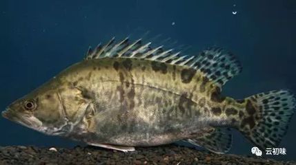 龍魚是海鮮還是河鮮：如何區(qū)分淡水魚和海水魚