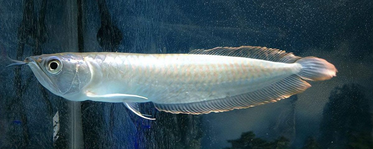 銀龍魚潰爛手術風險大嗎？ 銀龍魚潰爛手術風險大嗎？ 龍魚百科 第6張