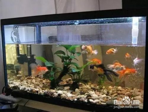 魚缸剛剛換水很渾怎么辦（如何快速恢復(fù)魚缸水質(zhì)） 魚缸剛剛換水很渾怎么辦（如何快速恢復(fù)魚缸水質(zhì)） 龍魚百科 第5張
