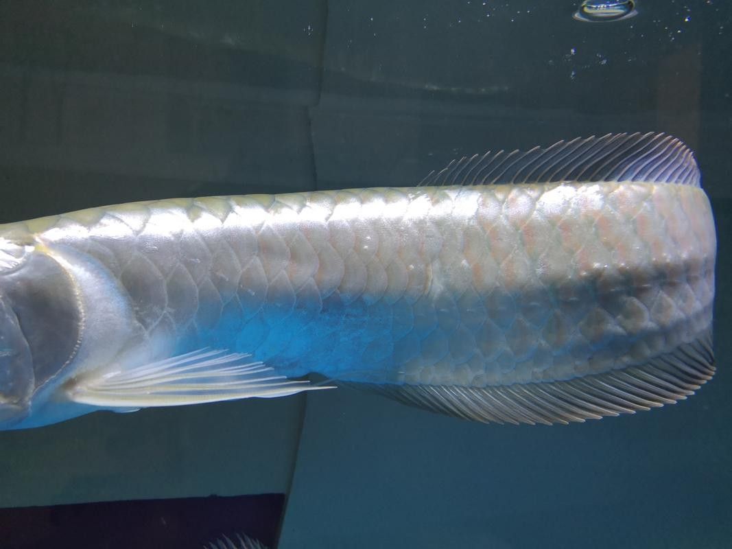 銀龍魚能長多大圖片 銀龍魚能長多大圖片 龍魚百科 第16張