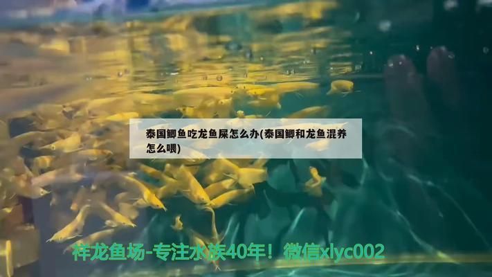龍魚的魚鱗掉了要用多少鹽：泰國鯽魚吃龍魚吃龍魚屎怎么喂、泰國鯽魚吃龍魚屎怎么辦
