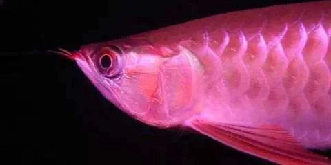龍魚燈照時間多久最佳，：龍魚燈照時間多久