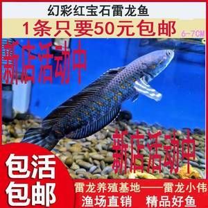 雷龍魚吃魚苗（雷龍魚的日常護理要點，）