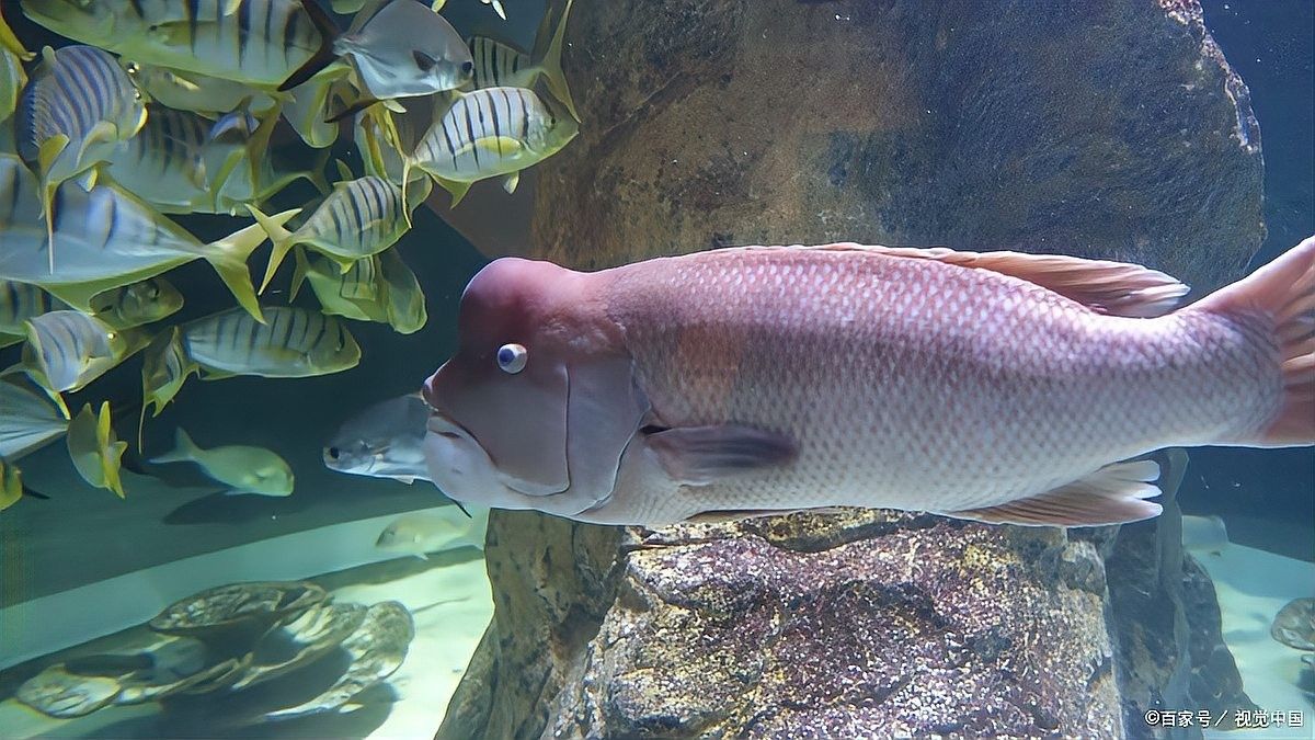 龍魚喂什么好