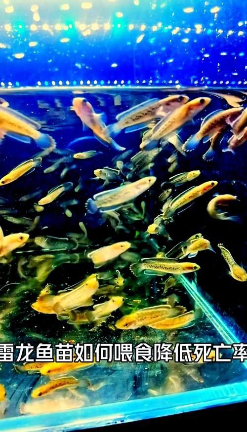 六角恐龍魚飼養(yǎng)方法：六角恐龍魚被咬傷了怎么辦