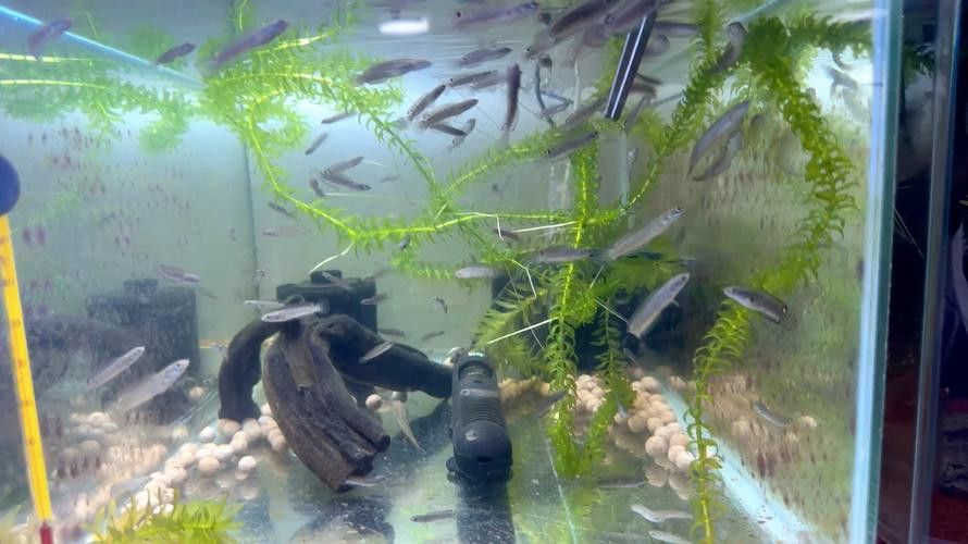六角恐龍魚飼養方法：六角恐龍魚被咬傷了怎么辦