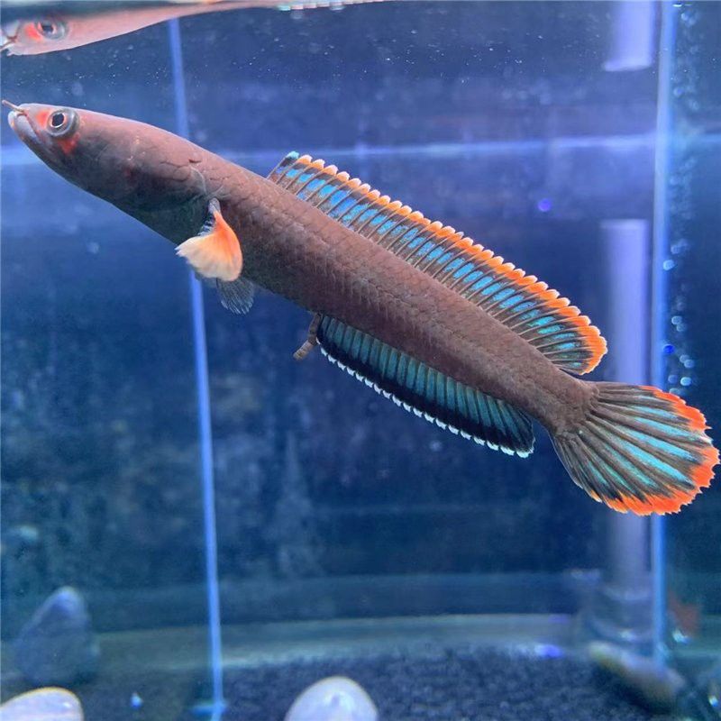 六角恐龍魚飼養方法：六角恐龍魚被咬傷了怎么辦