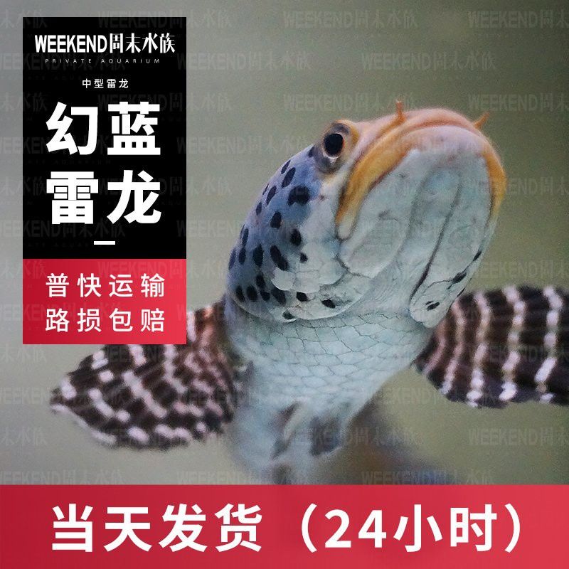 六角恐龍魚飼養方法：六角恐龍魚被咬傷了怎么辦