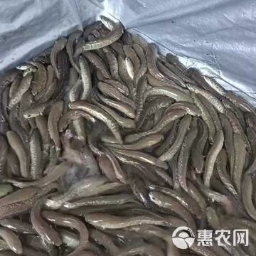 六角恐龍魚飼養方法：六角恐龍魚被咬傷了怎么辦