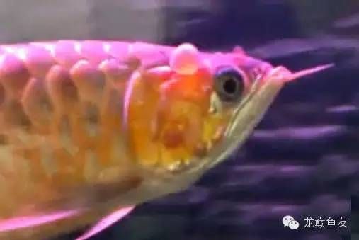 龍魚感覺煩躁不安 水質(zhì)測了沒問題：龍魚在特定環(huán)境下表現(xiàn)出煩躁不安的原因及其可能的解決方案