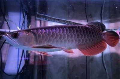 龍魚感覺煩躁不安 水質(zhì)測了沒問題：龍魚在特定環(huán)境下表現(xiàn)出煩躁不安的原因及其可能的解決方案