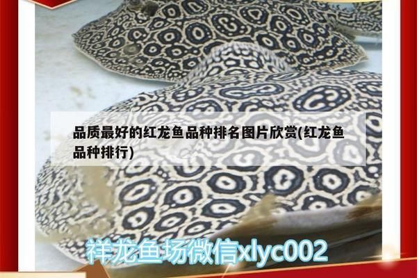 紅龍魚的最好品種是什么：紅龍魚市場價格走勢