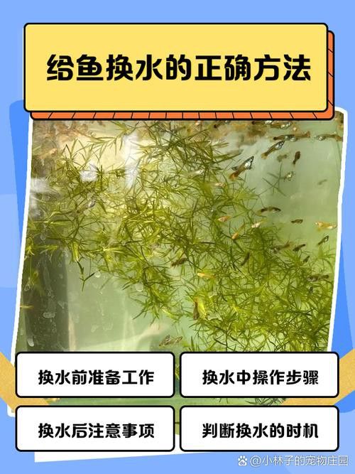 養銀龍魚缸養水多久換水 龍魚百科 第5張 養銀龍魚缸養水多久換水 養銀龍魚缸養水多久換水 龍魚百科 第5張
