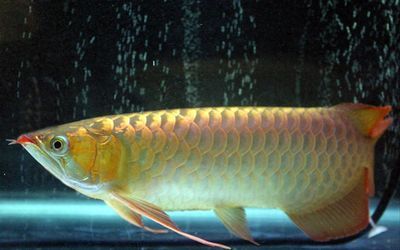 龍魚區分公母：如何區分龍魚公母