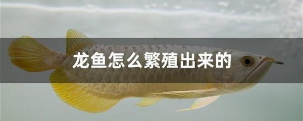 龍魚區(qū)分公母：如何區(qū)分龍魚公母