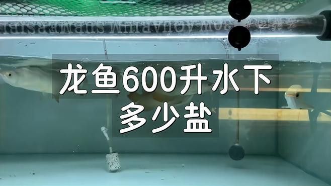 紅龍魚缸能放鹽嗎怎么放