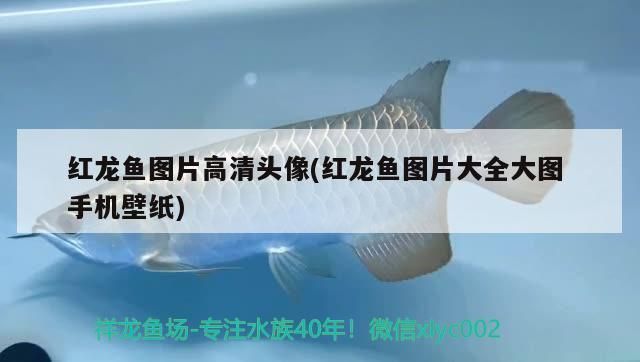 龍魚變色怎么回事視頻教程全集：如何通過顏色判斷龍魚健康