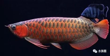 普通龍魚價格表大全：揭秘龍魚價格體系，其實500元也能入手金龍魚 普通龍魚價格表大全：揭秘龍魚價格體系，其實500元也能入手金龍魚 龍魚百科 第2張