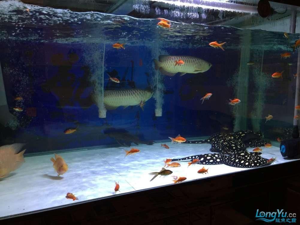 龍魚狀態(tài)不好封缸怎么回事兒呢：龍魚狀態(tài)不佳怎么辦