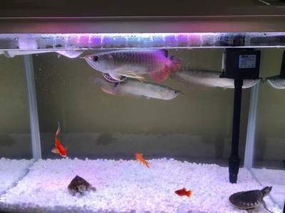 60公分龍魚(yú)能不能養(yǎng)1米缸：60公分的龍魚(yú)能不能養(yǎng)1米缸？