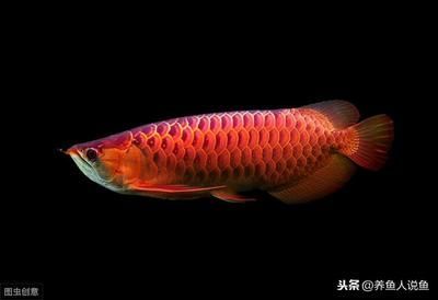 龍魚適合什么水質(zhì)：關(guān)于龍魚適合的水質(zhì)條件