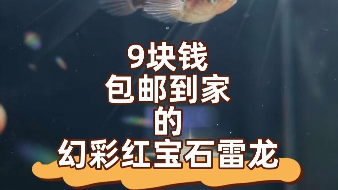 鬼王雷龍幼魚價格是多少？