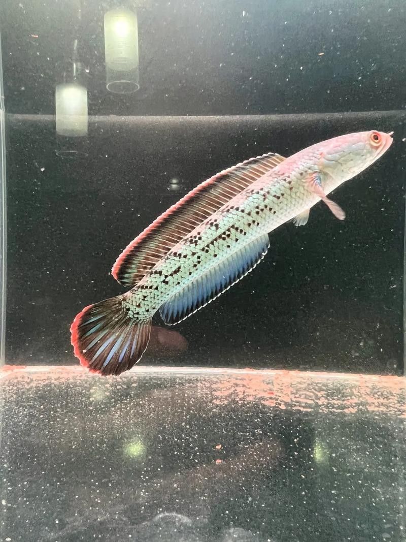 鬼王雷龍幼魚價格是多少？