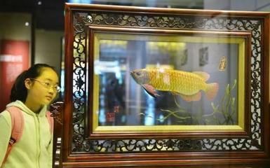 金龍魚魚鰭和魚尾都散了【為什么金龍魚魚鰭和魚尾都散開】