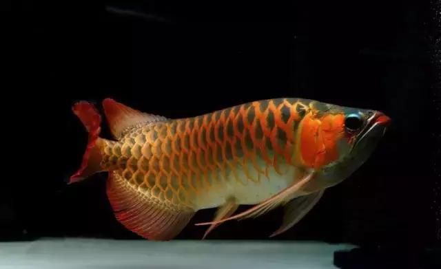 龍魚(yú)開(kāi)燈打架關(guān)燈和諧:龍魚(yú)開(kāi)燈后發(fā)生打斗現(xiàn)象以及關(guān)燈后如何恢復(fù)和諧的生態(tài)平衡 龍魚(yú)百科 第5張 龍魚(yú)開(kāi)燈打架關(guān)燈和諧:龍魚(yú)開(kāi)燈后發(fā)生打斗現(xiàn)象以及關(guān)燈后如何恢復(fù)和諧的生態(tài)平衡 龍魚(yú)開(kāi)燈打架關(guān)燈和諧:龍魚(yú)開(kāi)燈后發(fā)生打斗現(xiàn)象以及關(guān)燈后如何恢復(fù)和諧的生態(tài)平衡 龍魚(yú)百科 第5張