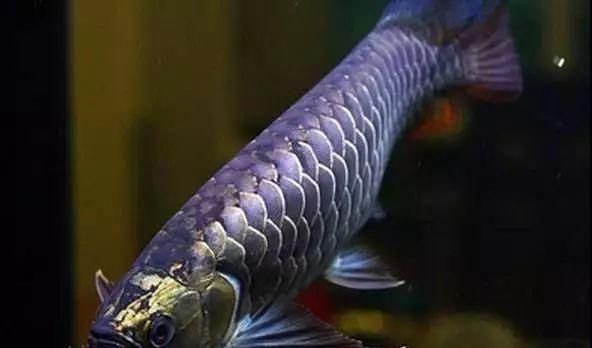 龍魚(yú)開(kāi)燈打架關(guān)燈和諧:龍魚(yú)開(kāi)燈后發(fā)生打斗現(xiàn)象以及關(guān)燈后如何恢復(fù)和諧的生態(tài)平衡 龍魚(yú)百科 第3張 龍魚(yú)開(kāi)燈打架關(guān)燈和諧:龍魚(yú)開(kāi)燈后發(fā)生打斗現(xiàn)象以及關(guān)燈后如何恢復(fù)和諧的生態(tài)平衡 龍魚(yú)開(kāi)燈打架關(guān)燈和諧:龍魚(yú)開(kāi)燈后發(fā)生打斗現(xiàn)象以及關(guān)燈后如何恢復(fù)和諧的生態(tài)平衡 龍魚(yú)百科 第3張