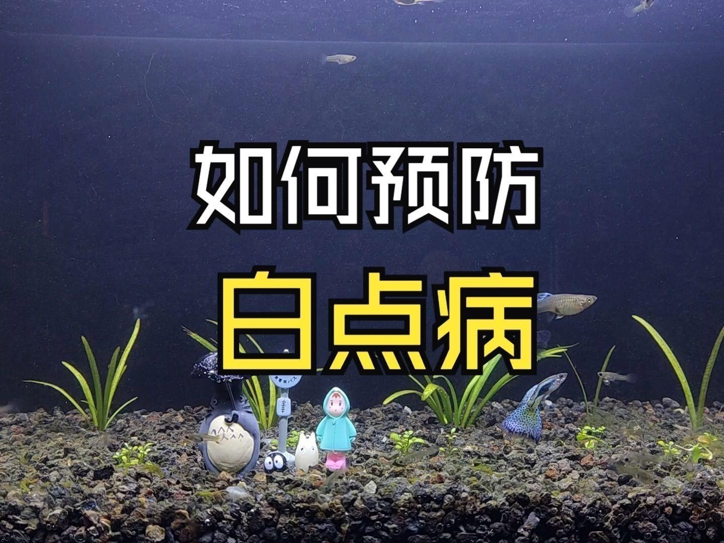 如何預防龍魚眼白點的傳染？ 如何預防龍魚眼白點的傳染？ 龍魚百科 第7張