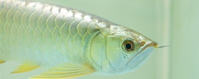 龍魚幾月份開始加溫度合適
