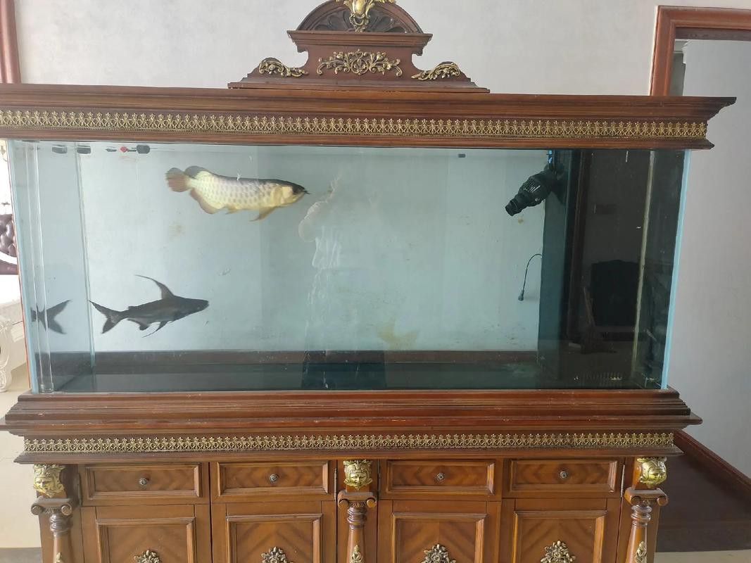 觀賞鯊魚能和龍魚混養(yǎng)嗎圖片大全視頻 觀賞鯊魚能和龍魚混養(yǎng)嗎圖片大全視頻 龍魚百科 第2張