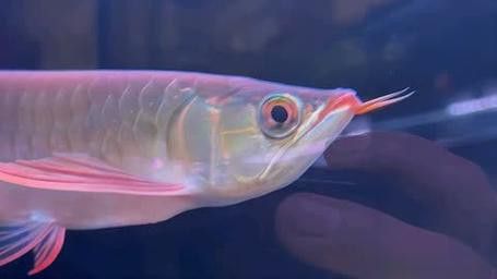 觀賞鯊魚能和龍魚混養(yǎng)嗎圖片大全視頻 觀賞鯊魚能和龍魚混養(yǎng)嗎圖片大全視頻 龍魚百科 第19張