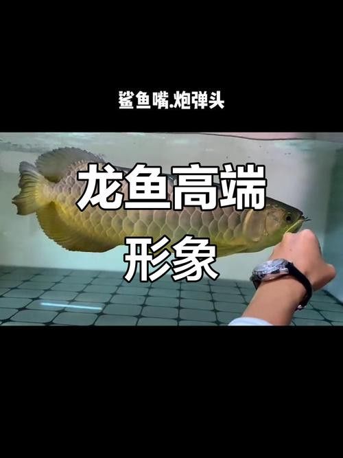 觀賞鯊魚能和龍魚混養(yǎng)嗎圖片大全視頻 觀賞鯊魚能和龍魚混養(yǎng)嗎圖片大全視頻 龍魚百科 第22張