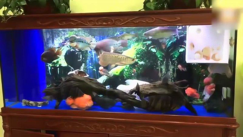 觀賞鯊魚能和龍魚混養(yǎng)嗎圖片大全視頻 觀賞鯊魚能和龍魚混養(yǎng)嗎圖片大全視頻 龍魚百科 第32張
