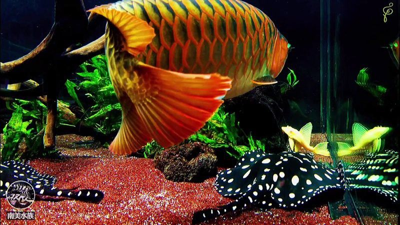 觀賞鯊魚能和龍魚混養(yǎng)嗎圖片大全視頻 觀賞鯊魚能和龍魚混養(yǎng)嗎圖片大全視頻 龍魚百科 第31張