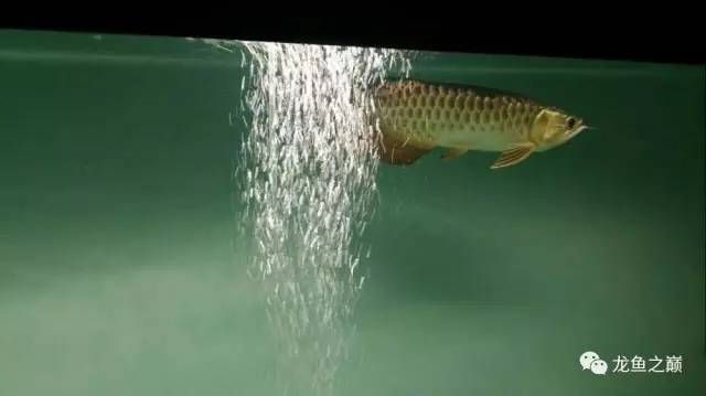 龍魚進缸怎么算狀態好了：如何判斷龍魚是否有疾病